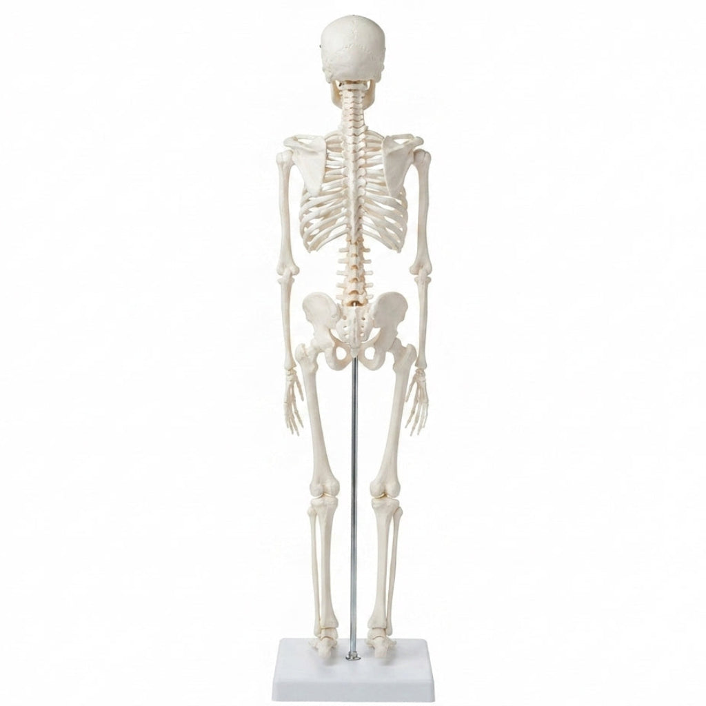 Mini Esqueleto Humano 'Elite Anatómica': Precisão e Detalhe em Escala Reduzida - (AYC329-23)