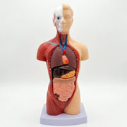 Modelo Anatómico do Tronco Humano, 27cm: Manequim Didático Desmontável para Estudo - (AYC329-34)