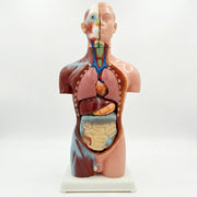 Tronco Anatómico Humano 3D com Órgãos Removíveis, 42cm: Peça Demonstrativa Profissional - (AYC329-11)